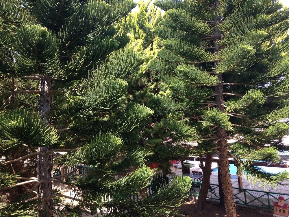 Klorakas Anastasia Holiday Apartments מראה חיצוני תמונה